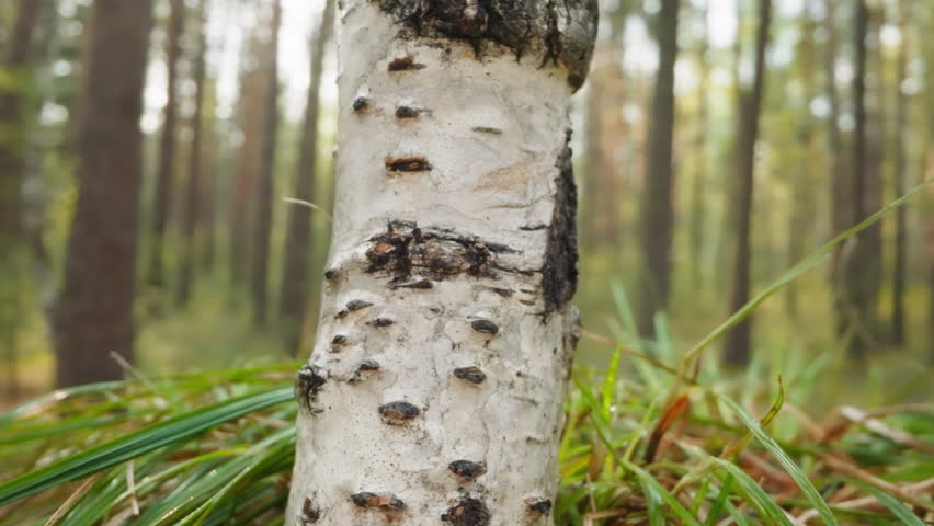 Birch with smooth white bark and black lenticels. Tall deciduous tree in middle of forest. Warm summer day in natural environment on blurred background
