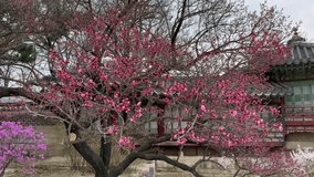 Sakura tree blooms in Changgyeonggung Palace. The palace was built by King Sejong and was one of the five grand palace of the Joseon dynasty.