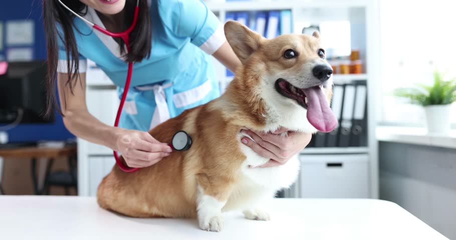 Veterinarian examines dog on table in veterinary clinic listens to heartbeat with stethoscope Royalty-Free Stock Footage #1105551297