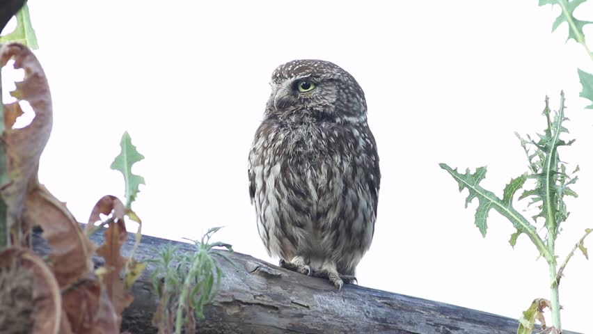 Little owl, Athene noctua. A bird sits on a beam of a collapsed house and looks around
