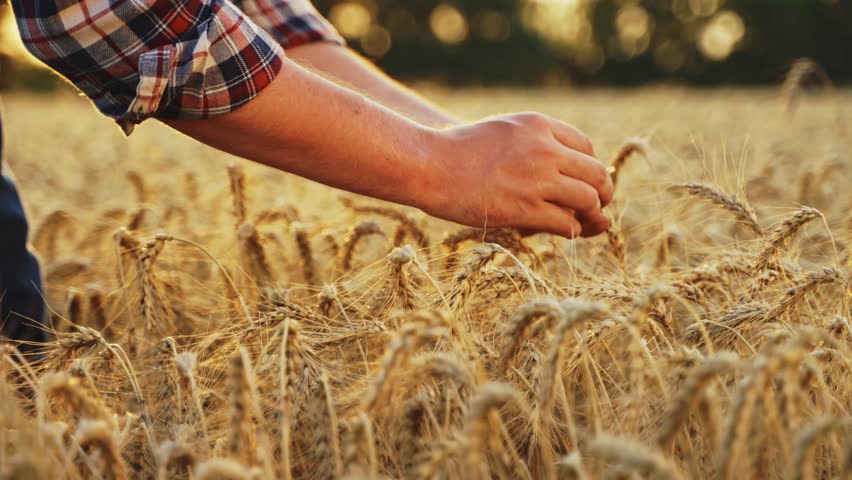 Farmer touches, checks a bunch of ripe cultivated wheat ears. Agronomist hands examining cultivated cereal crop before harvesting in barley field. Rancher in rye farmland. Organic farming harvest.