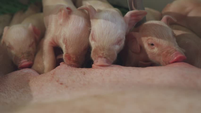 Sow feeds small piglets, piglets drink sow's milk, pig feeds children, pig farm Royalty-Free Stock Footage #1105555133