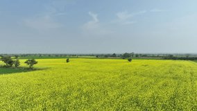 Drone flying over a yellow mustard farmlands. High quality video taken through a drone above colorful agricultural fields.