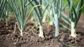 Front close-up view of early onion in soil.Gardening, horizontal 4k footage