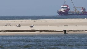 a wild seal on the german north sea coast 4k 30fps video