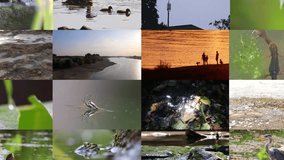 Animated collage of water videos shows multiple water surface videos and water related clips with waves and rainy weather or sea animals and moments at the beach or coast with frogs striders and birds