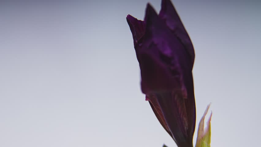 A brightly lit purple wild iris opens against a black background. Delightful aroma. Timelapse