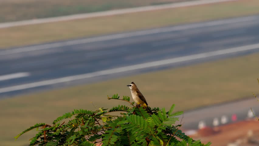 Tropical beautiful bird of Thailand on the background of the airport. Bird next to the runway