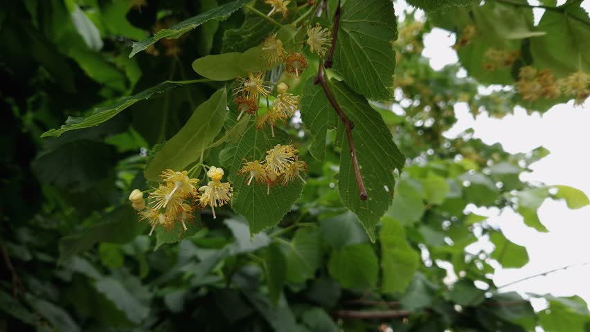 Branch of the blooming linden, view close-up in overcast windy weather
 Royalty-Free Stock Footage #1105569277
