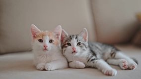 happy two kittens sleep relax together - Powered by Shutterstock - Get 15% off with code: PIKWIZARD15
