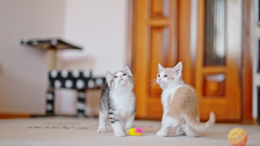Red and gray kittens is playing with a toy mouse. Royalty-Free Stock Footage #1105569753