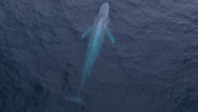 Blue whale slips into the deep blue waters of the Pacific Ocean off of the Dana Point Coastline in California