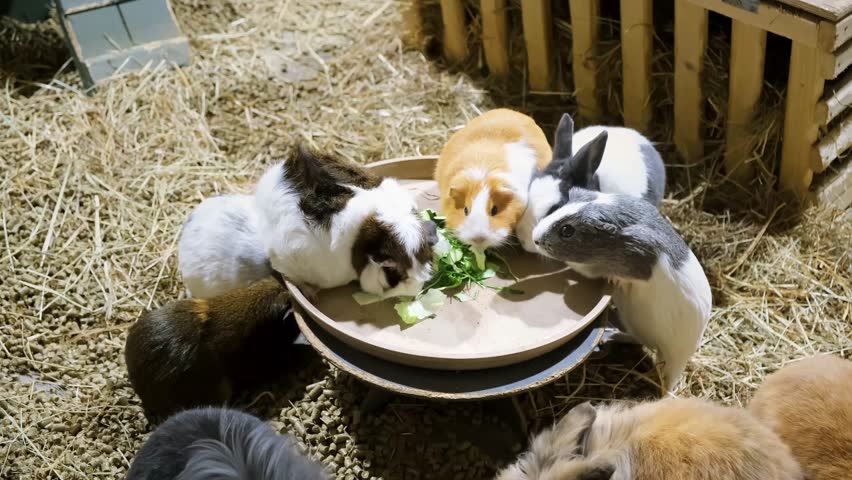 Feeding of rabbits and caves. Guinea pig is sitting in the plate and eating cabbage leaves in zoo. Top view. Time to eat. Funny animals. Concept of hunger and fight for survival. 4K. The most brazen.