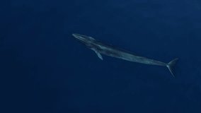 Fin Whale surfacing in calm waters near Southern California coastline off of Dana Point in Orange County.
