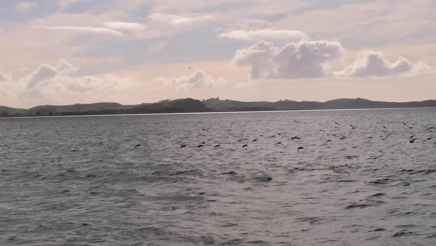 Flock of Shearwater birds flying fast and low to sea water in North Island of New Zealand Aotearoa