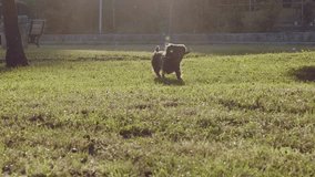 Slowmo 120 FPS, a long-haired dachshund dog running on the grass with a stick in his teeth. Happy dog playing in the park. Sunset and slow-motion video. Pets are happy. High quality 4k footage