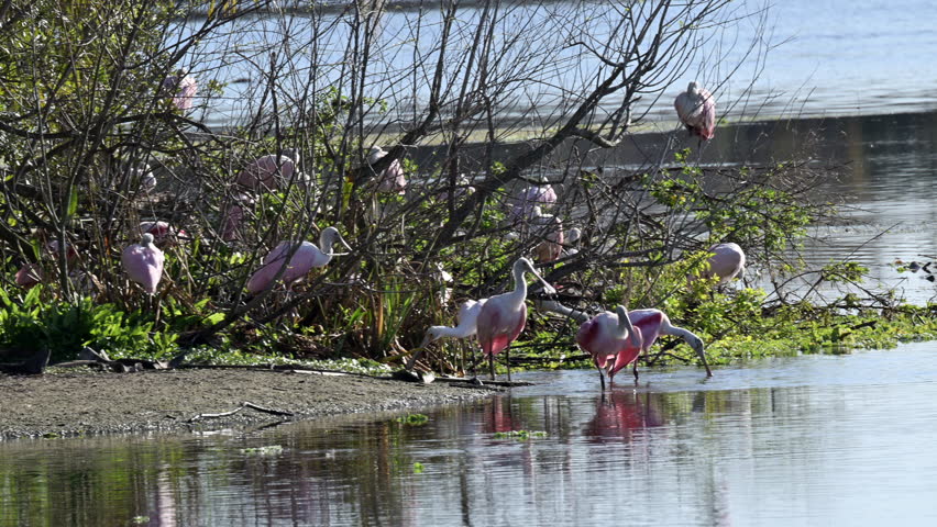 Roseate spoonbill (Platalea ajaja) flock on a sandy beach at a water