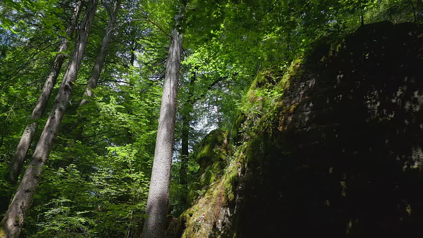 Stone Cave Rocks in Green Moss Covered Forest Landscape