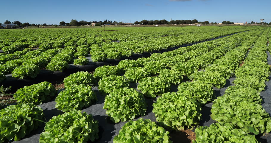 Field of salads, southern France, Gard department, France