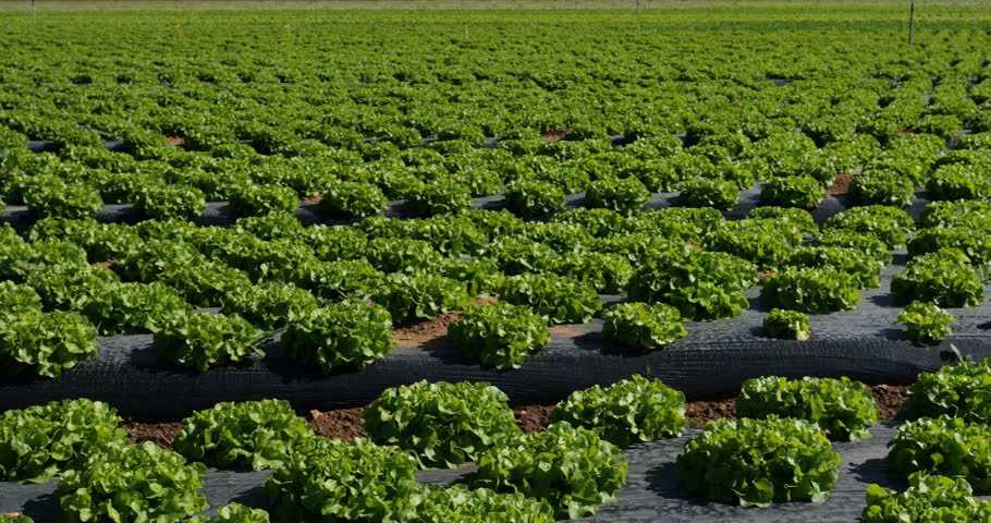 Field of salads, southern France, Gard department, France