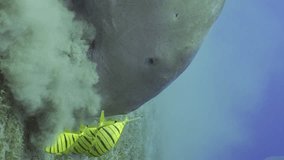 Vertical video,  Slow motion, Portrait of Sea Cow or Dugong (Dugong dugon) eat algae on seagrass meadow, school of Golden Trevally fish (Gnathanodon speciosus) floating around her