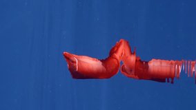 Vertical video, Red Sea Slug swims in blue sea reflected in water surface in sunrays. Spanish Dancer Nudibranch (Hexabranchus sanguineus) swimming under surface of water reflecting in it, Slow motion