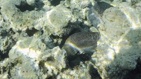 Vertical view, Back view of Giant moray eel (Gymnothorax javanicus) swims on top of shallow coral reef on sunny day in bright sunburst, colorful tropical fish floating around it, Slow motion