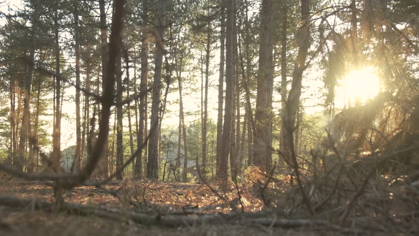 Deserted Forest on Sunset. Nobody Seems in the Jungle. Sun Light Coming from the Back Side of the Trees. Opening Scene for Some Movies. Camera Sliding Left to the Right. Slow Motion 4K. Royalty-Free Stock Footage #1105588397