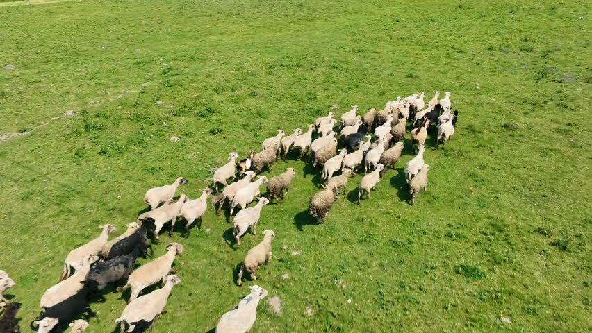 A flock of sheep runs on a green pasture, top view. Sheep and goats run on green grass.