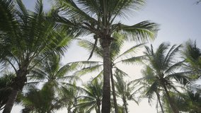 Tropical Coconut tree island. Coconut palm trees green row against sun summer. Video Cinematic, B roll, insert. 