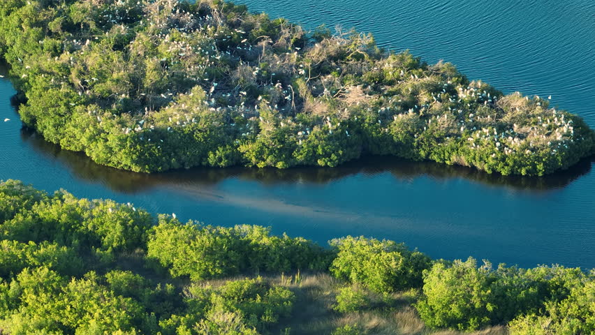 Aerial view of wildlife in natural habitat. Southern Florida wetlands with many white egret and heron wild birds on green shrubs between bay waters Royalty-Free Stock Footage #1105591535