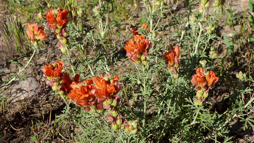 Close up-Sphaeralcea coccinea, commonly known as the scarlet globemallow, cowboy's delight, prairie mallow, red false mallow, or simply as globe mallow is a perennial plant growing 10–30 cm tall  Royalty-Free Stock Footage #1105592009
