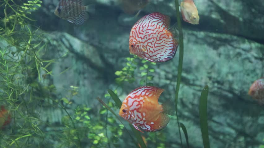 Discus A genus of cichlid fish, widespread in the Amazon basin | Shutterstock HD Video #1105592101