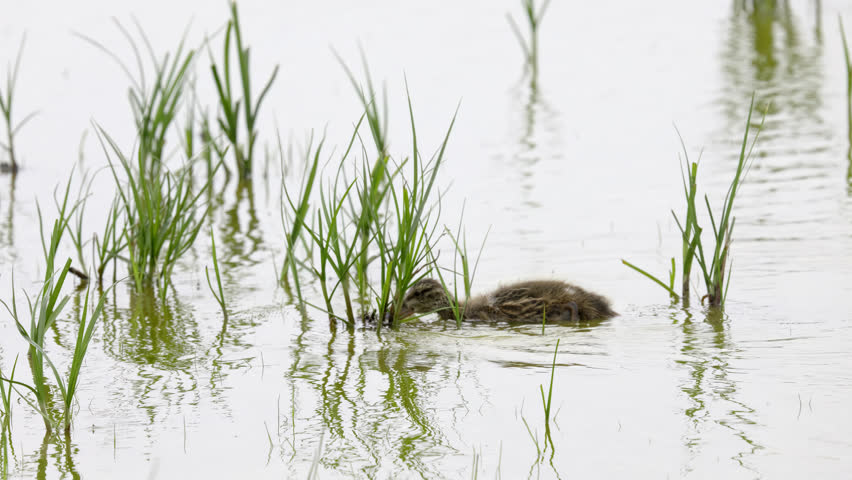 Mallard duckling moving through the marshlands looking for food.Lincolnshire UK