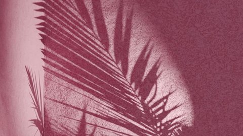 Pink textured wall with palm frond shadow waving in wind on back, vertical 스톡 비디오
