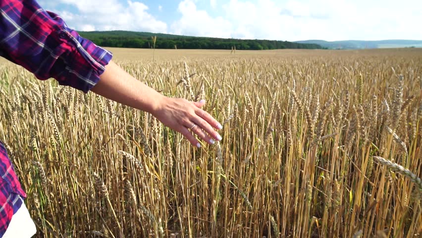 Woman wheat field. Agronomist check almost ripe barley spikes in cultivated field. Closeup of female hand on plantation in agricultural crop management concept. Slow motion Royalty-Free Stock Footage #1105596039