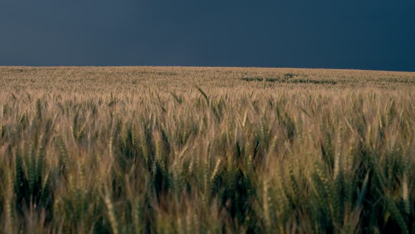 Lightning strikes near wheat field during storm in Dordogne
