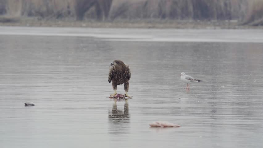 White-Tailed Eagle (Haliaeetus Albicilla) With Prey At Frozen Lake Hungary Central Europe.
