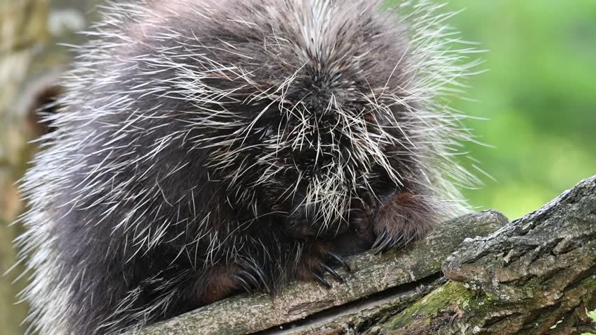 North American porcupine or Canadian porcupine (Erethizon dorsatum) resting in tree, native to North America