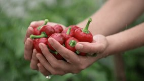 Hand washing cherry peppers in palms under shower of water on farm. Harvest of peppers. Green background. Slow motion video at 120 fps. High quality FullHD footage. 