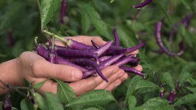 Hand washing purple pods of Buena Mulata peppers with raindrops among pepper bushes on farm. Background of green plants. Video at 120 fps. High quality FullHD footage.
