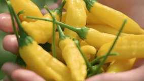 Hand washing yellow Lemon drop peppers in palms under shower of water on farm. Wet peppers. Close-up. Slow motion video at 120 fps. High quality FullHD footage. - Powered by Shutterstock - Get 15% off with code: PIKWIZARD15