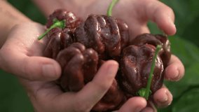 Hand washing habanero chocolate peppers in palms under shower of water on farm. Background of green plants. Close-up. Slow motion video at 120 fps. High quality FullHD footage.