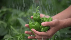 Hand washing green padron peppers in palms under shower of water on farm. Background of green plants. Slow motion video at 120 fps. High quality FullHD footage.