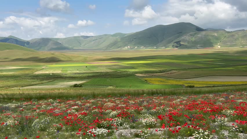 Landscape of a field of lentils with poppies, cornflowers and daisies blowing in the wind on the plains of Castelluccio di Norcia, a beautiful scenery located at the foot of the Italian apennines Royalty-Free Stock Footage #1105623635