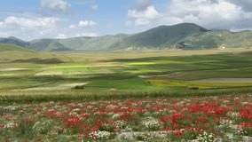 Landscape of a field of lentils with poppies, cornflowers and daisies blowing in the wind on the plains of Castelluccio di Norcia, a beautiful scenery located at the foot of the Italian apennines