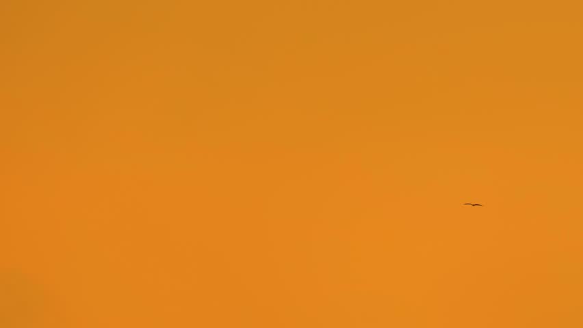 Eagles soar circling and flying against orange red sunset sky