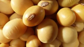 The soybeans appear oval-shaped and typically range in size from 5 to 10 millimeters in diameter. The outer skin of the soybean is usually a light beige or pale yellow color. Soybeans background

