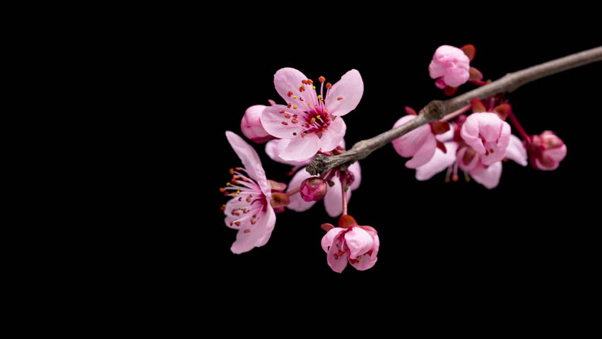 4K Time Lapse of blossoming branch with pink Cherry blossom flowers, springtime. Time-lapse spring tree branch with flowers and buds, isolated on black background.