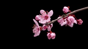 4K Time Lapse of blossoming branch with pink Cherry blossom flowers, springtime. Time-lapse spring tree branch with flowers and buds, isolated on black background. - Powered by Shutterstock - Get 15% off with code: PIKWIZARD15